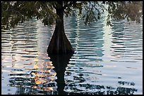 Cypress, reflections, and ripples, Lake Eola. Orlando, Florida, USA