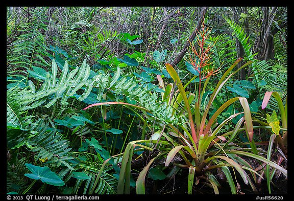 Subtropical swamp vegetation, Tamiami Trail. Florida, USA (color)