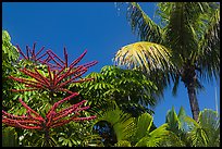 Flowering Octopus tree and palms, Sanibel Island. Florida, USA (color)