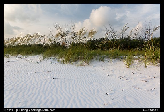 Rippled white sand and grasses, Fort De Soto beach. Florida, USA