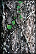 Strangler fig on tree trunk. Corkscrew Swamp, Florida, USA (color)