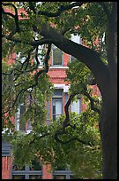 Live Oak tree and facade. Savannah, Georgia, USA (color)