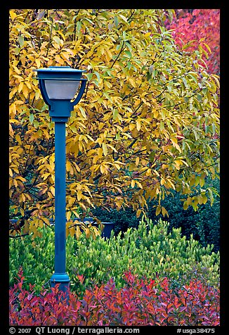 Blue lamp and trees in fall foliage, Centenial Olympic Park. Atlanta, Georgia, USA