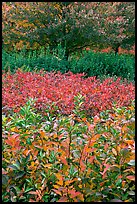 Shrubs and trees in fall colors. Atlanta, Georgia, USA (color)