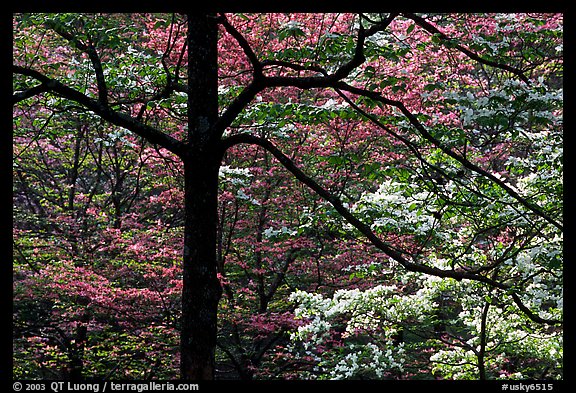 Pink and white trees  in bloom, Bernheim arboretum. Kentucky, USA (color)