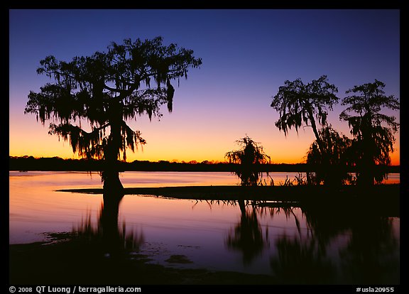 Bald Cypress at sunset on Lake Martin. Louisiana, USA