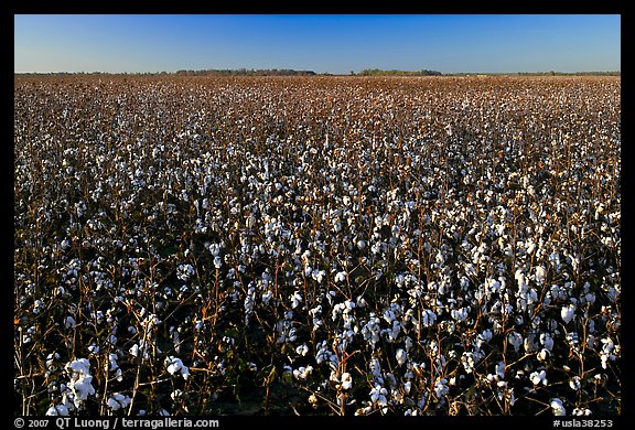Field of cotton. Louisiana, USA (color)