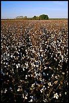 Cotton nearly ready for harvest. Louisiana, USA ( color)