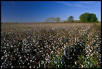 Rows of cotton plants. Louisiana, USA (color)