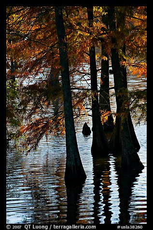 Pond and backlit cypress leaves in autumn color. Louisiana, USA