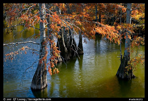 Cypress in fall colors, Lake Providence. Louisiana, USA (color)