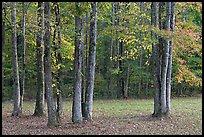 Trees in fall. Natchez Trace Parkway, Mississippi, USA ( color)