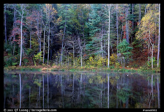 Trees in fall colors reflected in a pond, Blue Ridge Parkway. Virginia, USA (color)