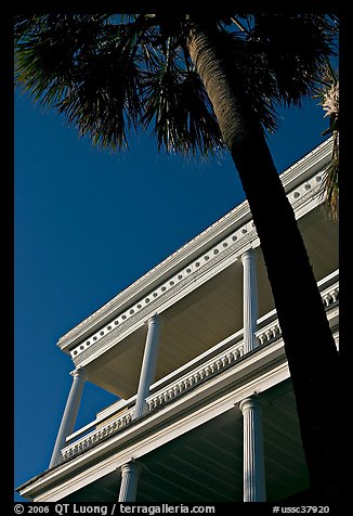 Palm tree and facade with columns, looking upwards. Charleston, South Carolina, USA