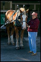 Woman grooming carriage horse. Beaufort, South Carolina, USA