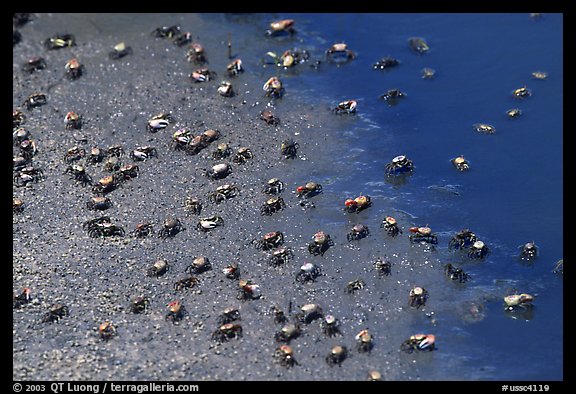 Tiny crabs, Hilton Head. South Carolina, USA