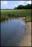 Crabs in a pond, grasses, Hilton Head. South Carolina, USA (color)