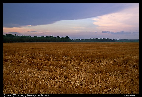Grasses at sunset, Hilton Head. South Carolina, USA (color)