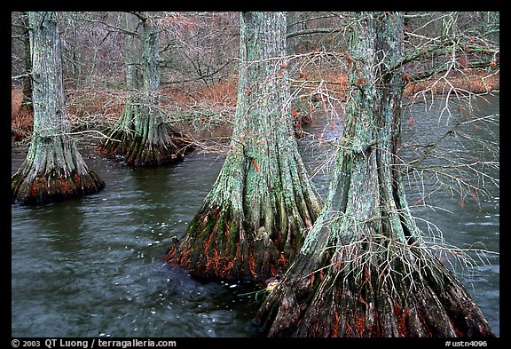 Cypress in Reelfoot National Wildlife Refuge. Tennessee, USA (color)