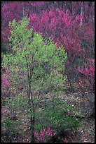 Redbud tree in bloom and tree leafing out. Virginia, USA ( color)