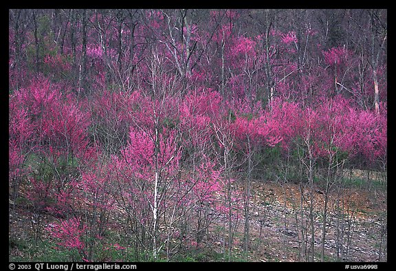 Redbud trees in bloom. Virginia, USA