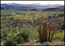 Cactus and Puerto Blanco Mountains. Organ Pipe Cactus  National Monument, Arizona, USA (color)