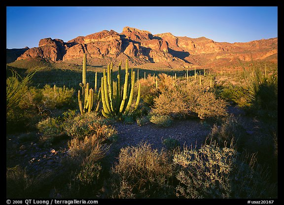Organ Pipe cactus and Ajo Range, late afternoon. Organ Pipe Cactus  National Monument, Arizona, USA