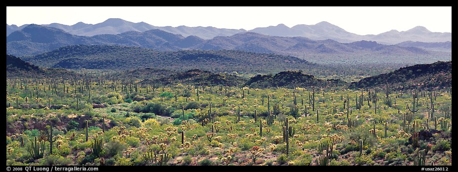 Desert landscape with cactus and distant mountains. Organ Pipe Cactus  National Monument, Arizona, USA