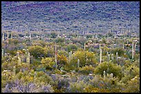 Verdant desert valley bottom with cactus, North Puerto Blanco Drive. Organ Pipe Cactus  National Monument, Arizona, USA (color)
