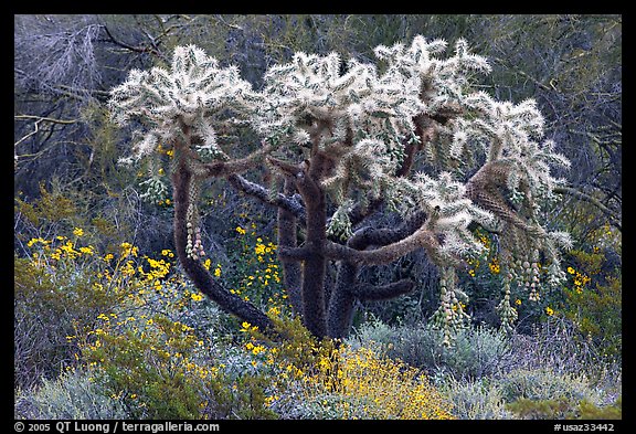 Chain fruit cholla cactus and brittlebush in bloom. Organ Pipe Cactus  National Monument, Arizona, USA