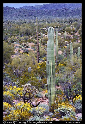 Saguaro cacti and brittlebush in bloom, North Puerto Blanco Drive. Organ Pipe Cactus  National Monument, Arizona, USA