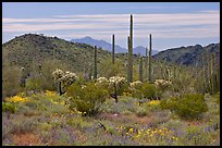 Cactus, annual flowers, and mountains. Organ Pipe Cactus  National Monument, Arizona, USA (color)