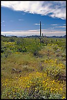 Britlebush in bloom, saguaro cactus, and mountains. Organ Pipe Cactus  National Monument, Arizona, USA (color)
