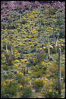 Slope with cactus and brittlebush, Ajo Mountains. Organ Pipe Cactus  National Monument, Arizona, USA ( color)