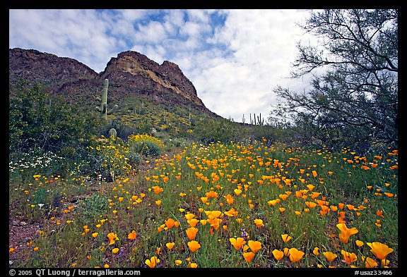 Mexican Poppies and Ajo Mountains. Organ Pipe Cactus  National Monument, Arizona, USA (color)
