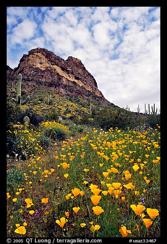 Mexican Poppies, cactus,  and Deablo Mountains. Organ Pipe Cactus  National Monument, Arizona, USA (color)