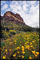 Mexican Poppies, cactus,  and Deablo Mountains. Organ Pipe Cactus  National Monument, Arizona, USA ( color)