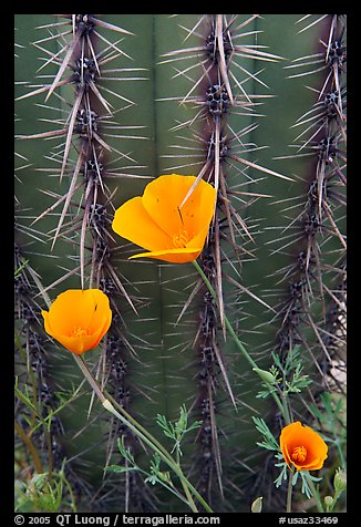Close-up of Mexican Poppies (Eschscholzia californica subsp. mexicana) and Cactus. Organ Pipe Cactus  National Monument, Arizona, USA