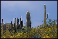 Saguaro cactus, approaching storm. Organ Pipe Cactus  National Monument, Arizona, USA (color)