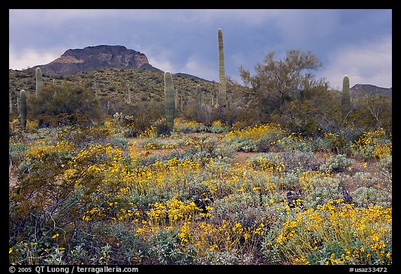 Brittlebush, cactus, storm clouds, and Ajo Mountains. Organ Pipe Cactus  National Monument, Arizona, USA
