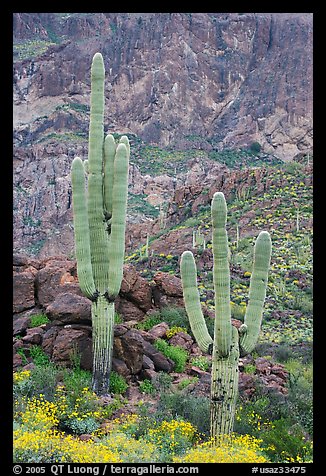Multi-armed saguaro cactus in spring, Ajo Mountains. Organ Pipe Cactus  National Monument, Arizona, USA