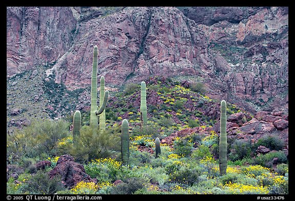 Group of saguaro cactus in spring, Ajo Mountains. Organ Pipe Cactus  National Monument, Arizona, USA (color)