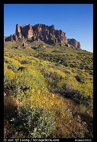 Brittlebush (Encelia farinosa) and craggy mountains, Lost Dutchman State Park, late afternoon. Arizona, USA (color)