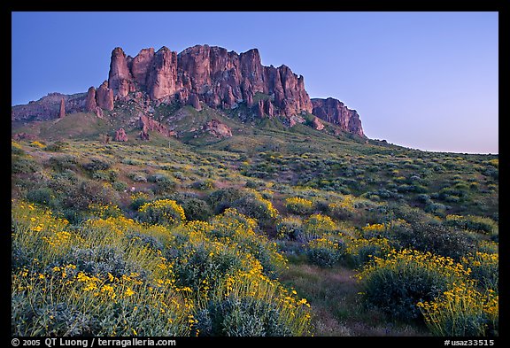 Craggy Superstition Mountains and brittlebush, Lost Dutchman State Park, dusk. Arizona, USA (color)