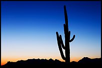 Multi-armed saguaro cactus, sunset, Lost Dutchman State Park. Arizona, USA
