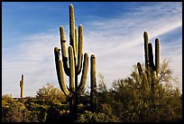Old saguaro cacti, Lost Dutchman State Park. Arizona, USA