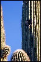 Cactus Wren nesting in a cavity of a saguaro cactus, Lost Dutchman State Park. Arizona, USA (color)
