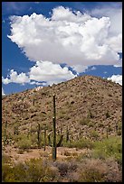 Saguaro cactus, hill, and clouds, Maricopa Mountains. Sonoran Desert National Monument, Arizona, USA
