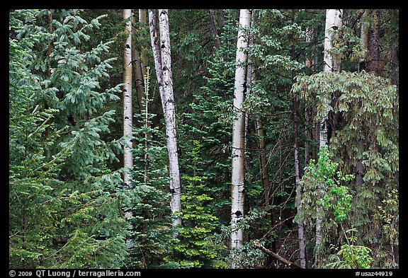 Mixed woodland with aspens and evergreens, Apache National Forest. Arizona, USA