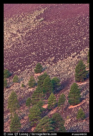 Pines trees and shrubs on cinder slope at sunrise. Sunset Crater Volcano National Monument, Arizona, USA (color)